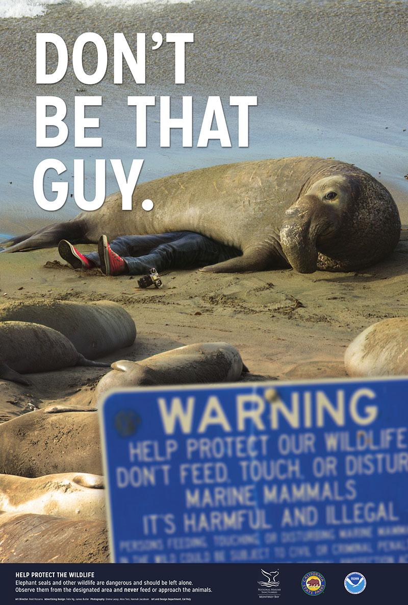 Photo of an elephant seal laying on a man with the caption dont be that guy