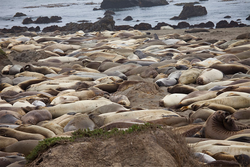 Photo of many elephant seals lying on the sand at a beach