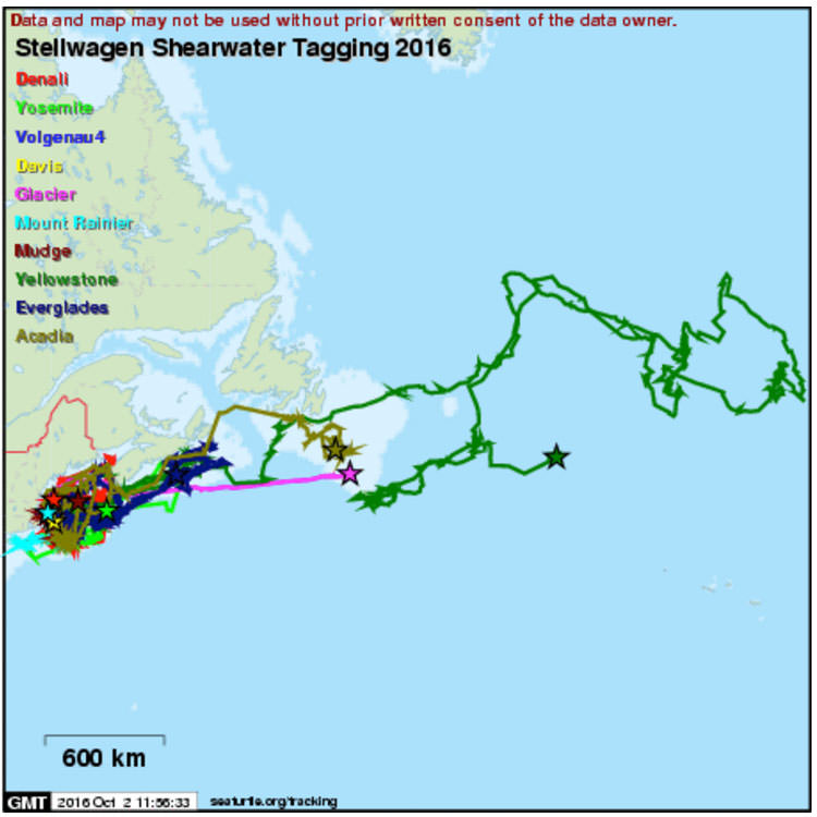 map showing movements of 10 tagged shearwaters
