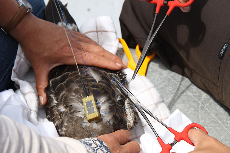 great shearwater being tagged by scientists