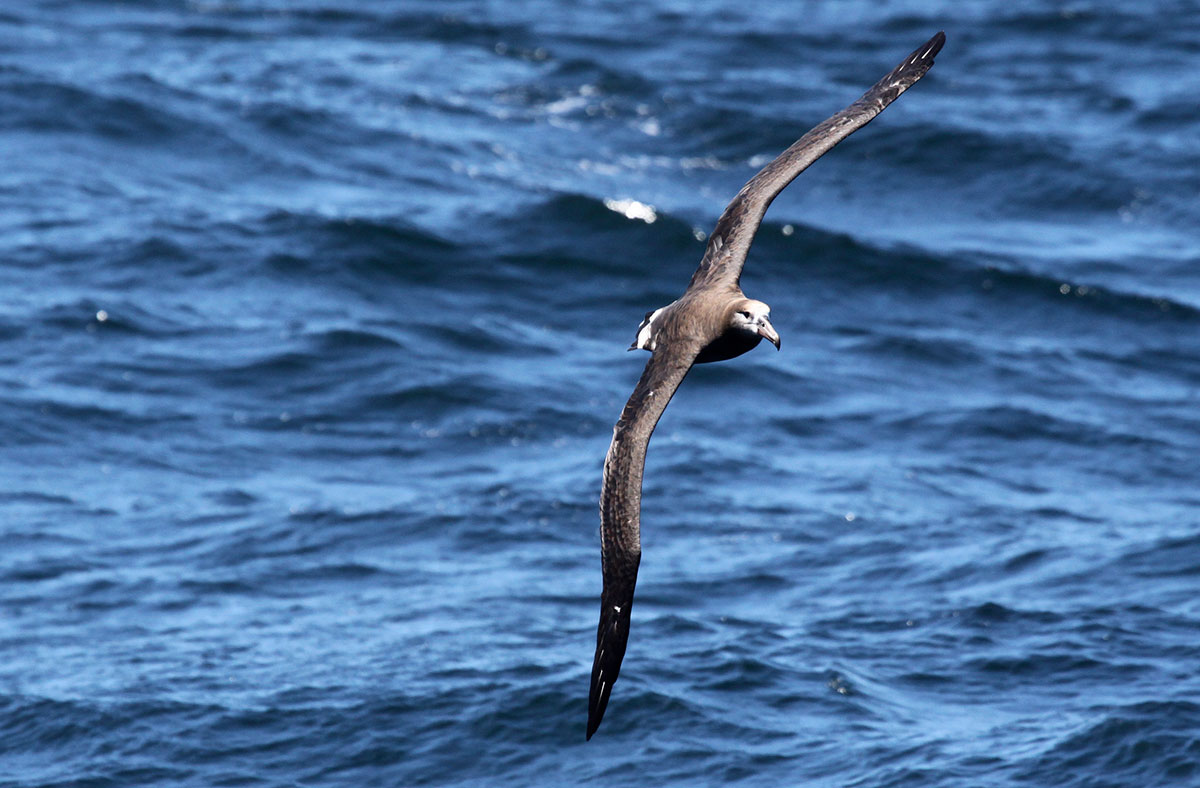 an albatross flying above the water