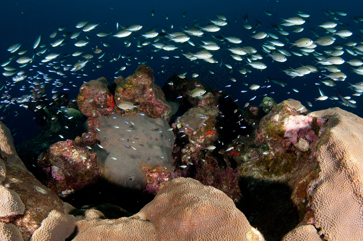 coral and a school of fish