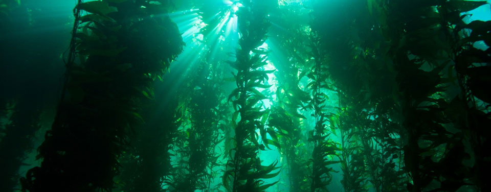 photo of a kelp forest
