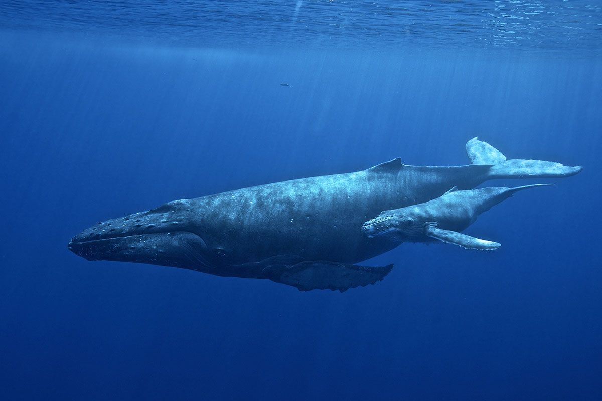 humpnack whale and calf
