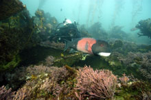 diver and sheephead fish