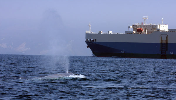 photo of a whlae near a ship