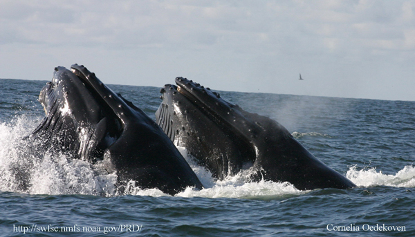 photo of whales