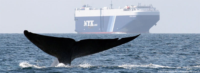 whale tail near a container ship