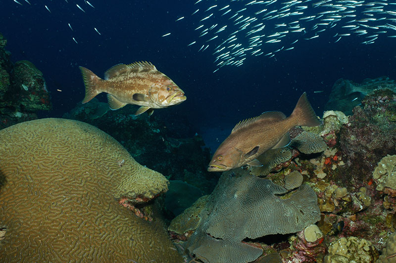 photo of a grouper