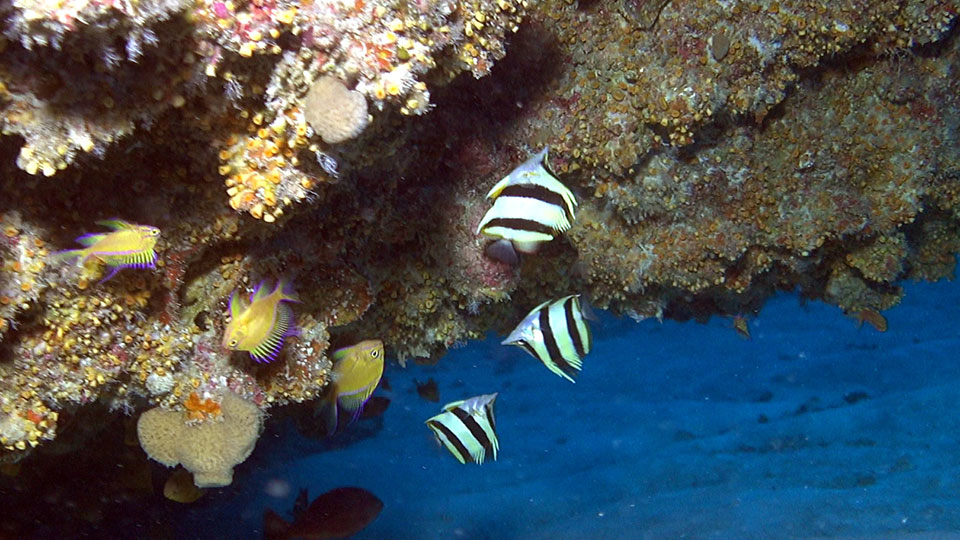 photo of three butterfly fish