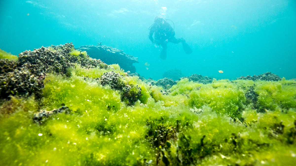 photo of diver and algal bloom on dead coral