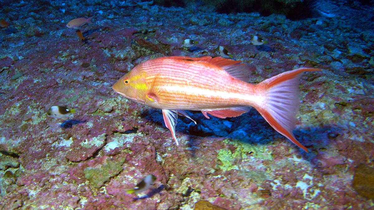 photo of a pink pigfish