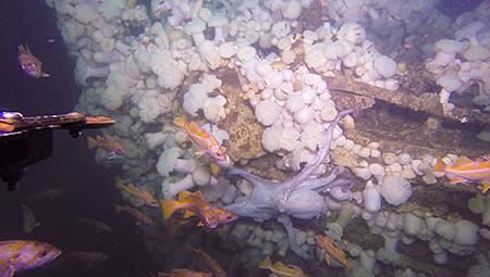 giant pacific octopus, fish and white anemones along the bow of the conesetoga