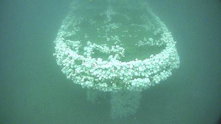 view of the stern covered in white plumose sea anemones