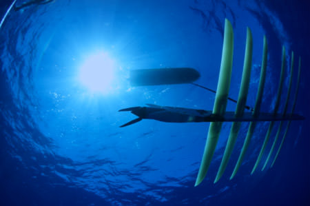 wave glider viewed from below the water