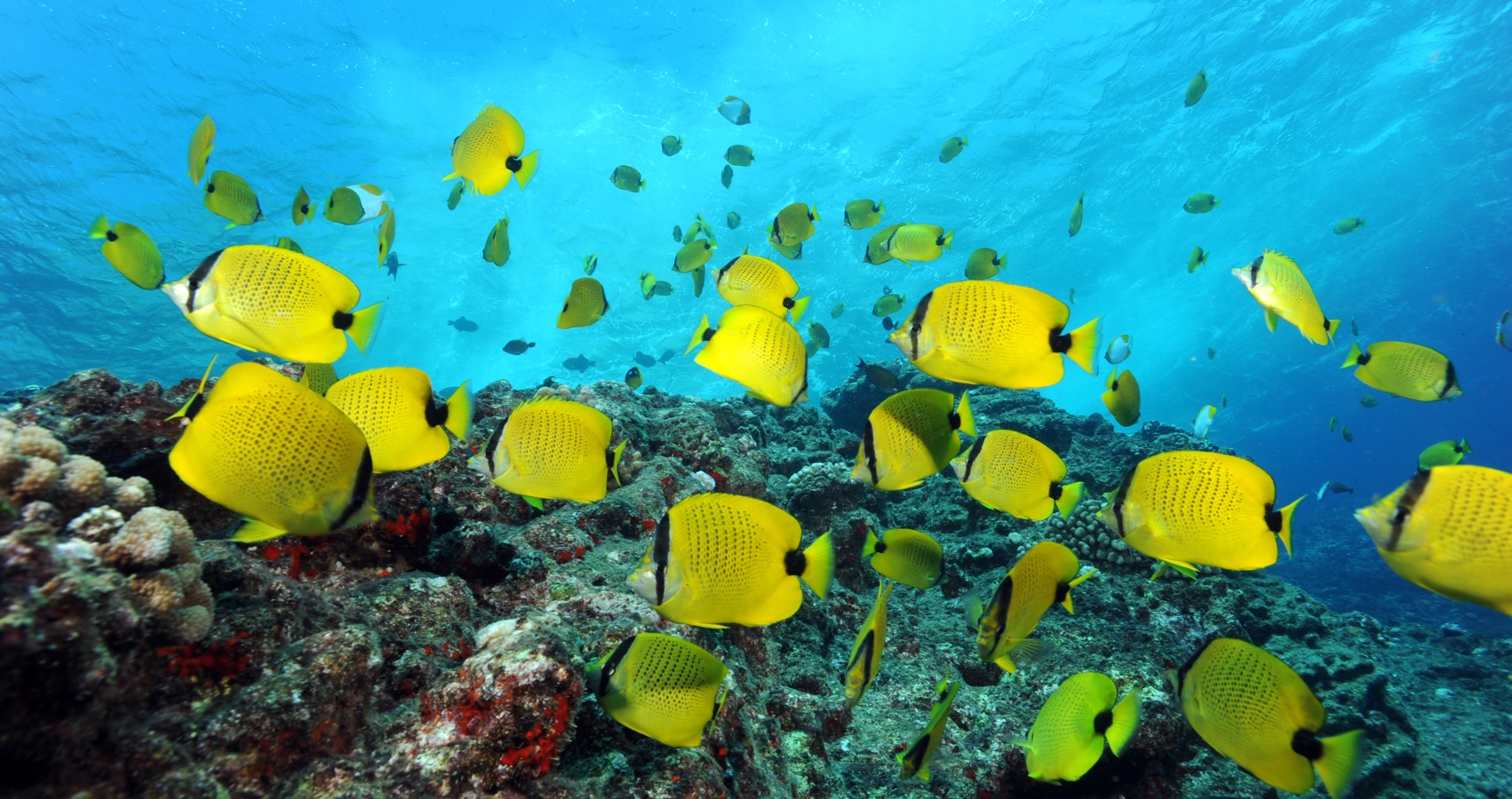 photo of butterfly fish