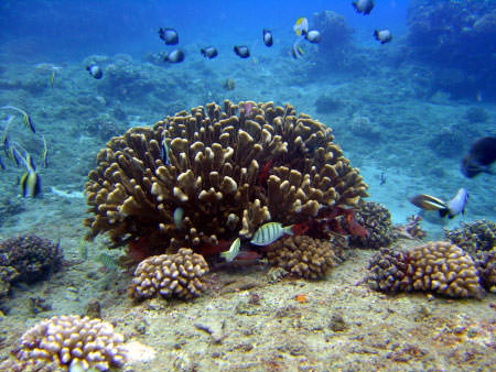 fish swiming around coral reef