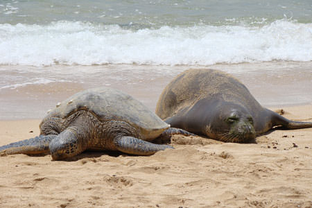Hawaiian monk seals and green sea turtles bask on the beach