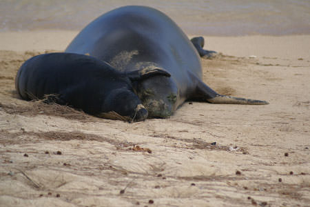 Hawaiian monk seals resting on the beach