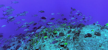 school of fish swimming near a coral reef
