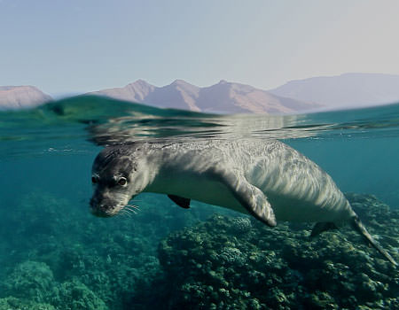 monk seal floating near the surface of the water