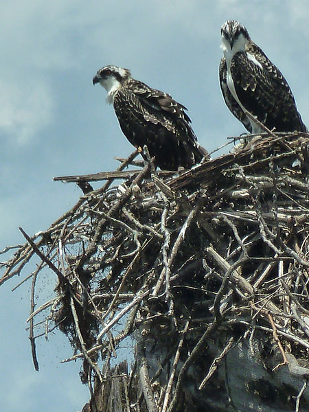 nesting pair of osprey