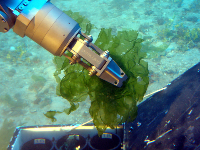 ROV arm collecting algae sample