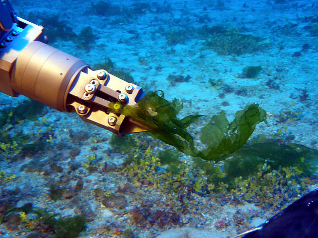 ROV arm collecting algae sample