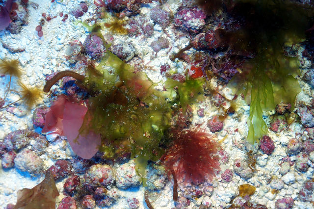 underwater photo of algae found near maui