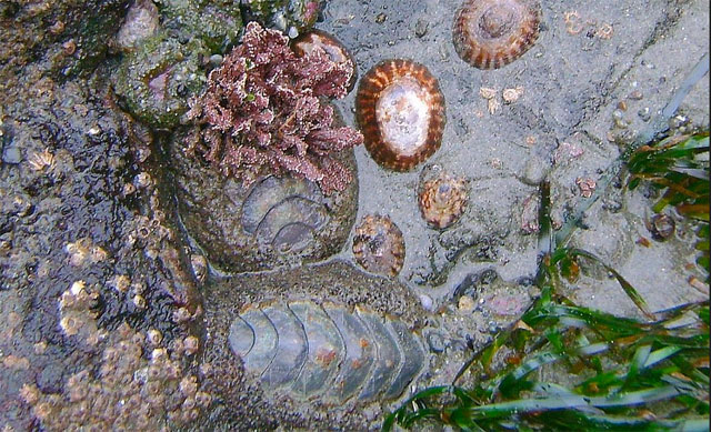 photo of mossy chitons