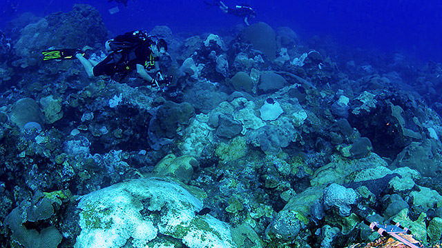 divers examining and photographing coral in east flower garden banks