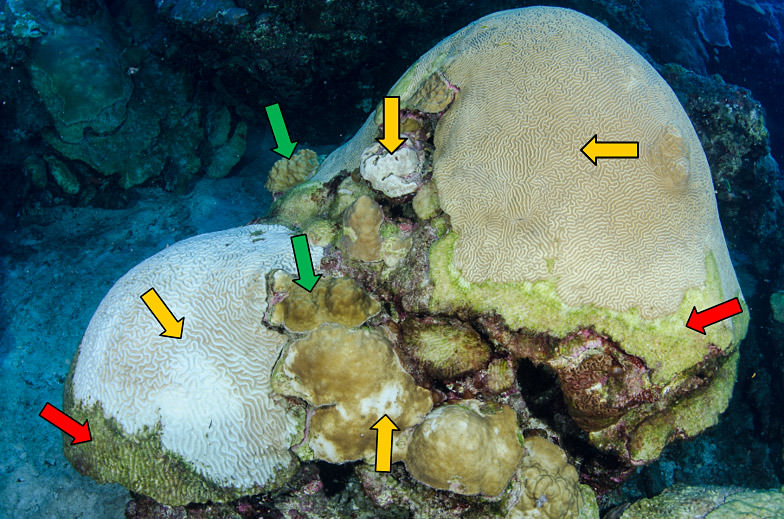 coral head showing the effects of the die-off and the bleaching event