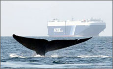 whale tail near a ship