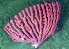 deep sea gorgonian coral