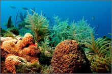 florida keys coral