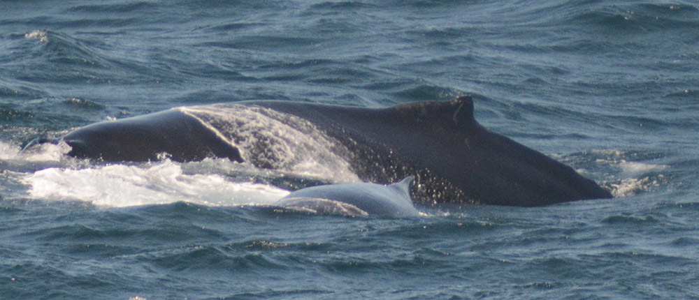 whales breaching