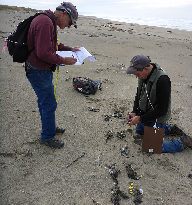volunteers on a beach taking measurements of dead birds