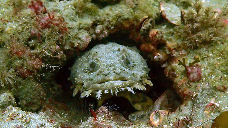 a toadfish hiding underwater