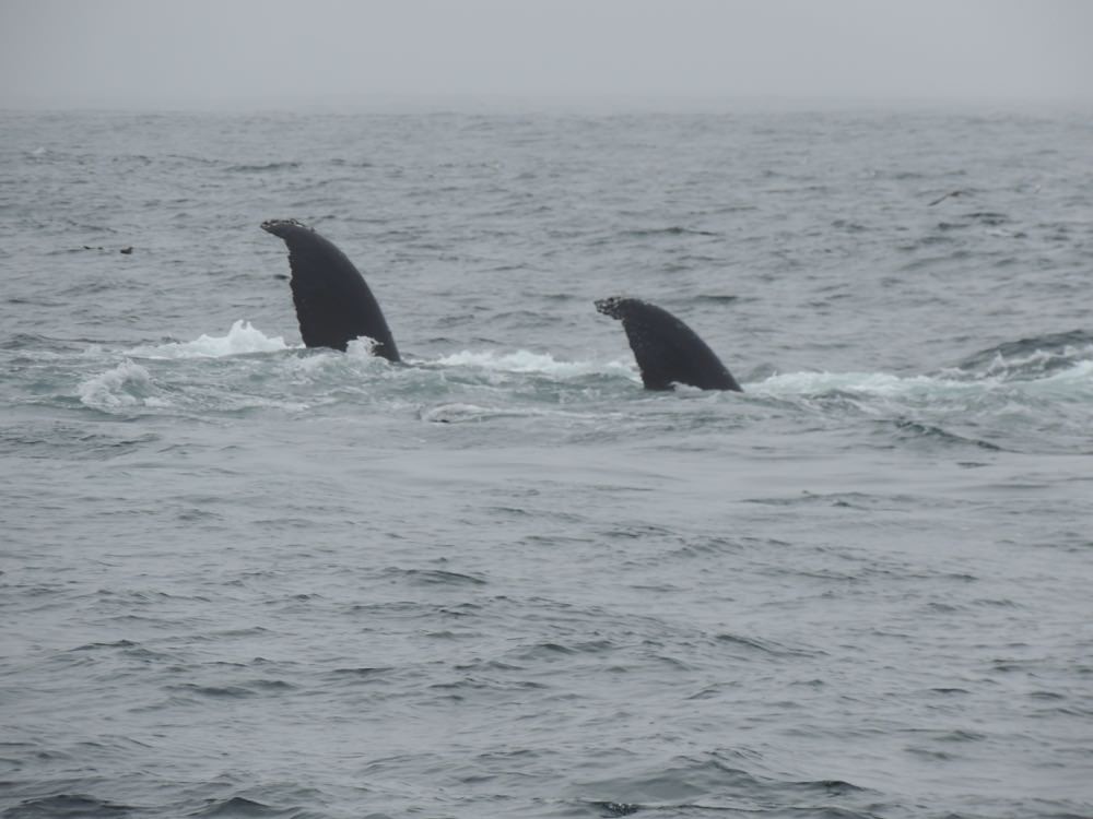 whales breaching