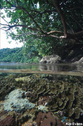 photo of Fagatele Bay above and below water