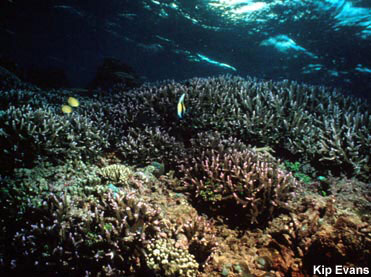photo of coral reef edge community