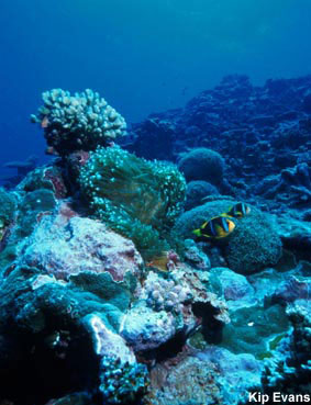 photo of mixed corals