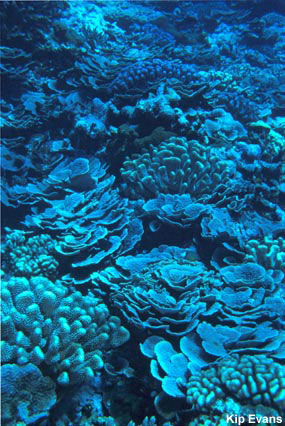 photo of coral garden