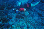 photo of diver surveying a coral transect