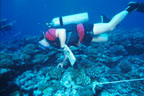 photo of diver surveying a coral transect