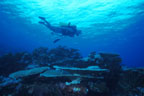 photo of scuba diver above some plate coral