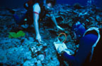 photo of two divers assessing reef damage after a hurricane