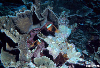 photo of a tier form coral