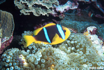 photo of clownfish and sea anemone