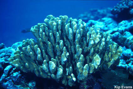 Photo of Pocillipora coral